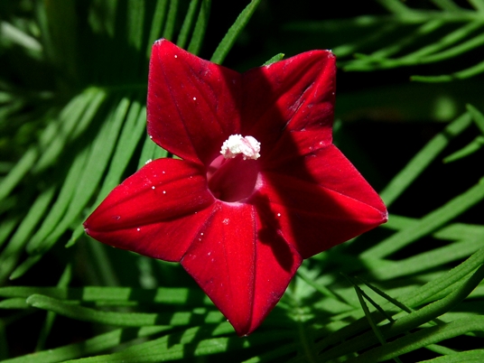 {Ipomoea quamoclit}